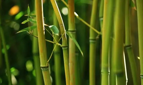 De la vara de bambú a la vara de bambú